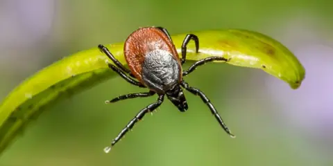 Top 10 Scariest Bugs Around the World