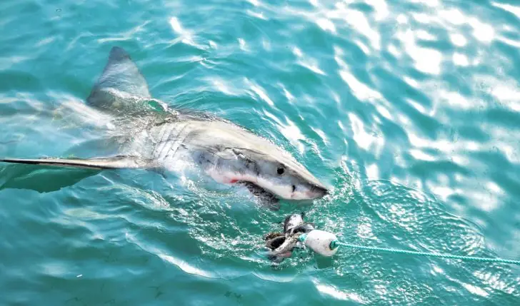 The top fun facts about sharks.