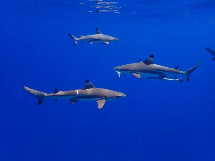 The top fun facts about sharks.
