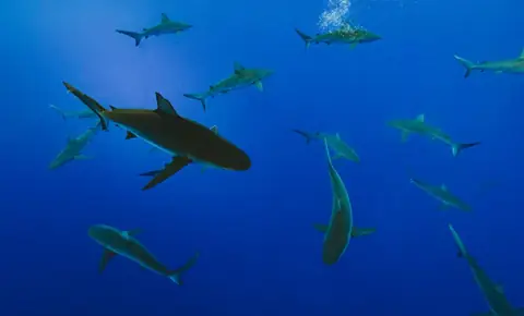 Surprising Fun Facts About Sharks That Will Amaze You