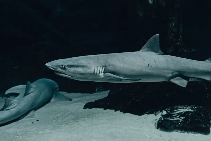 The top fun facts about sharks.