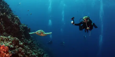 13 Strangest Looking Sea Creatures of the Deep Sea